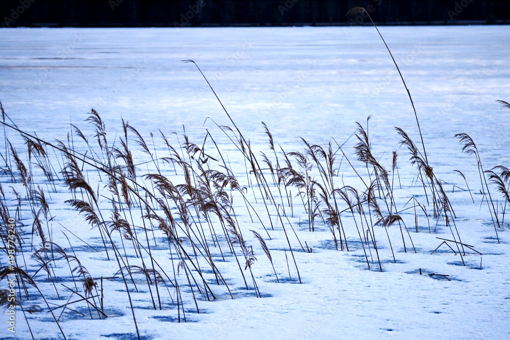 Fototapeta premium Dry reed stems on snow on frozen lake surface with visible bank