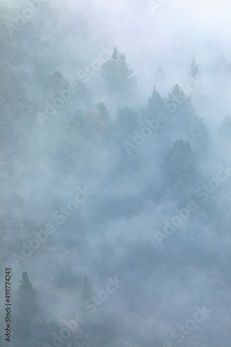 Pinos (árboles) en un bosque lleno de niebla al amanecer (invierno) © David