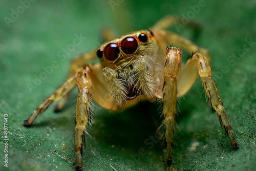 jumping spider on a leaf, close up shot of a brown jumping spider