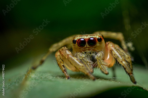 jumping spider on a leaf, close up shot of a brown jumping spider
