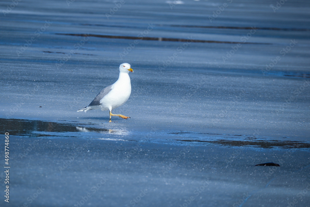 Seagull walking on ice with water puddles on frozen lake Seagull walking on ice with water puddles on frozen lake