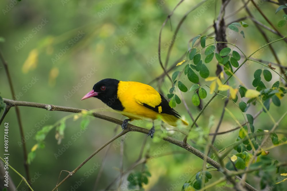 black-hooded oriole on a branch black-hooded oriole on a branch