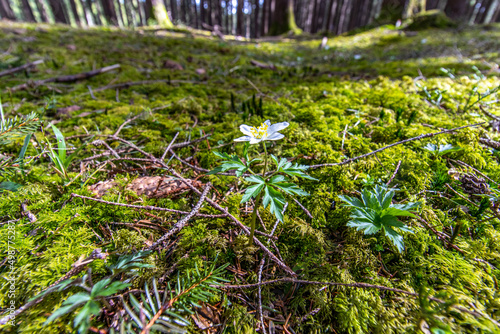 Weiße Blume auf moosbedecktem Waldboden