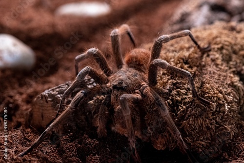 Wallpaper Mural wolf spider Torontodigital.ca