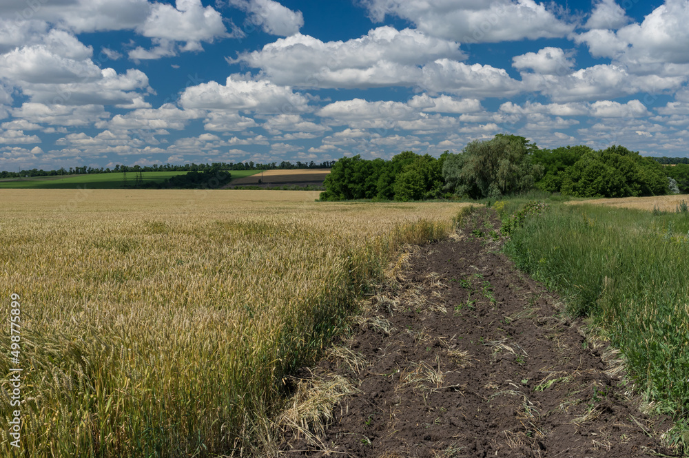 Classic Ukrainian rural landscape with corn fields and earth  road