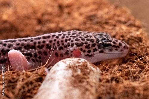 Wallpaper Mural lizard on a stone Torontodigital.ca