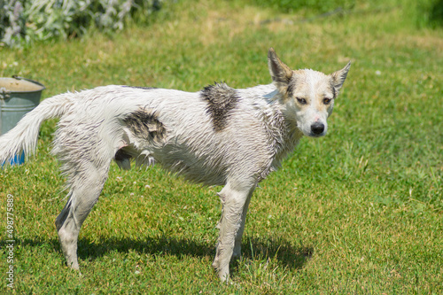 Outdoor portrait of white mixed-breed patient dog waiting  wash procedure standing on summer ground
