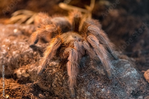 spider in the garden