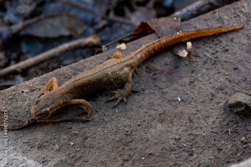 Wallpaper Mural lizard on the stone Torontodigital.ca