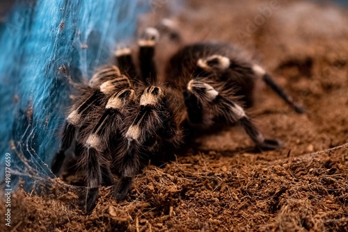 Wallpaper Mural spider on the ground Torontodigital.ca