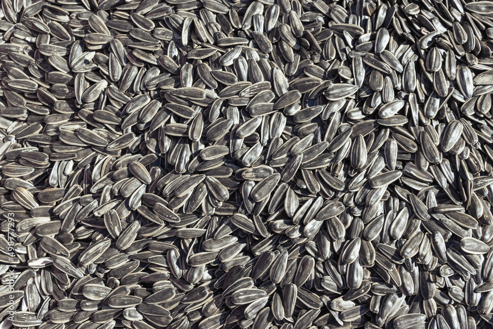 Black sunflower seeds.There is place for an inscription for a texture Black sunflower seeds.There is place for an inscription for a texture