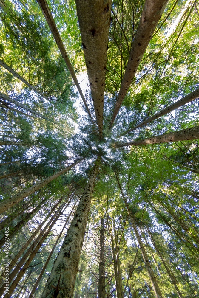 Fototapeta premium Beautiful background of forest trees seen from below