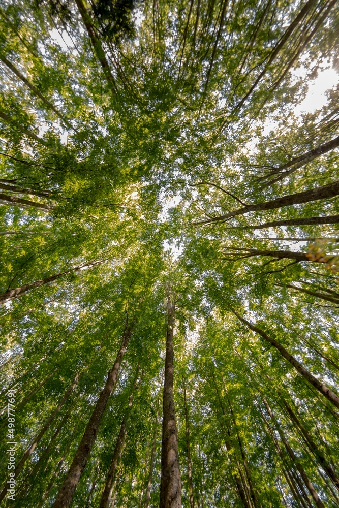Beautiful background of forest trees seen from below Beautiful background of forest trees seen from below
