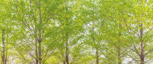 Obraz na plátně vividly green poplar leaves and shade