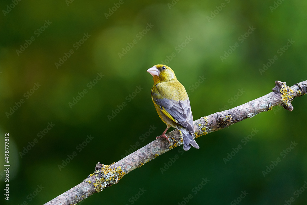 Obraz premium Der Grünfink (Chloris chloris, Syn.: Carduelis chloris)