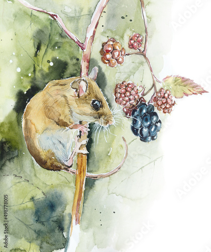 Hazel dormouse on a blackberry bush. The mouse wants to eat. Hand drawn watercolor illustration