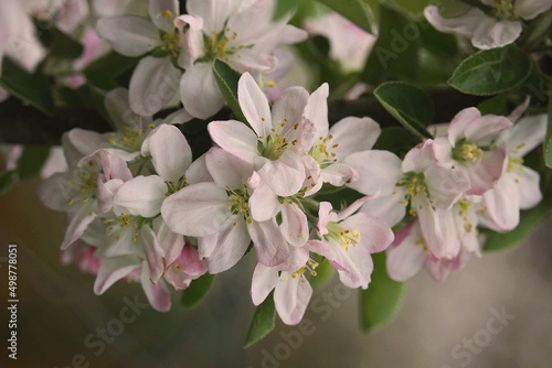 Apple blossoms in spring. Close-up.
