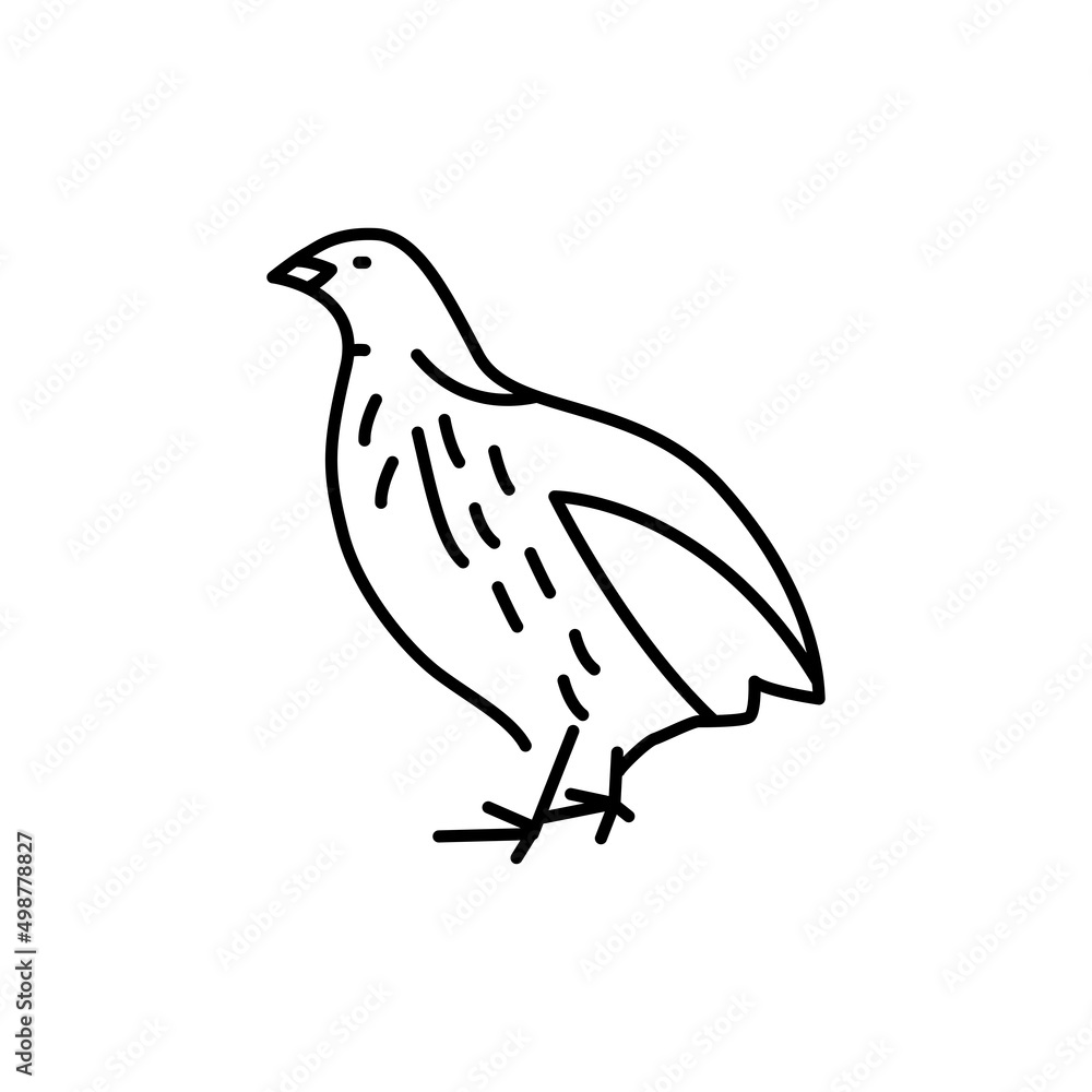Fototapeta premium Quail bird color line icon. Pictogram for web page