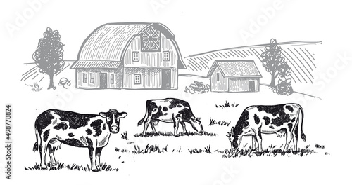 Cows chew grass, hand drawn illustrations. Dairy farm, vector.