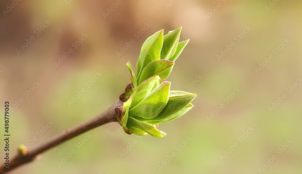 First spring leaves, buds on branches in spring. Lilac. Spring background. Copy space for text First spring leaves, buds on branches in spring. Lilac. Spring background. Copy space for text