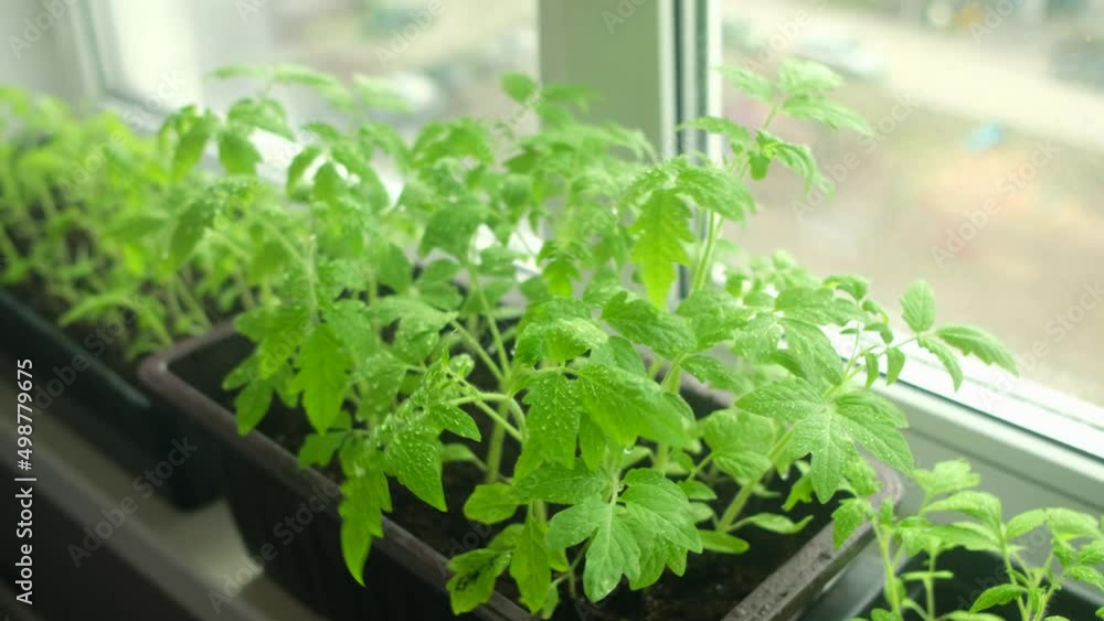 Elderly woman sprays tomato seedlings with water standing at home on windowsill. Elderly woman sprays tomato seedlings with water standing at home on windowsill.