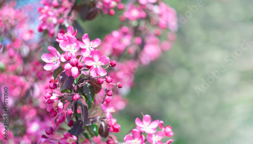 Pink apple flowers. Spring floral background. Selective focus. Place for text © Melena-Nsk