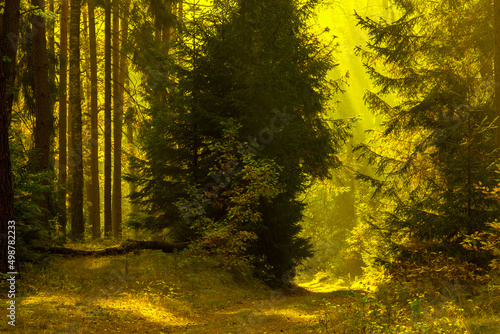 Obrazy krajobraz Polski  mglisty-dzien-w-lesie-na-mazurach