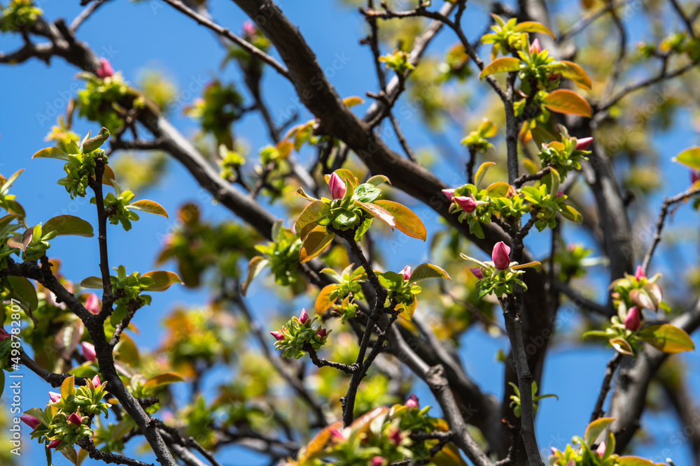 町内のお宅に咲くカリンの花 町内のお宅に咲くカリンの花