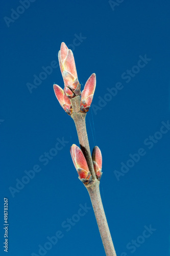 Branch with buds of Acer campestre in spring.