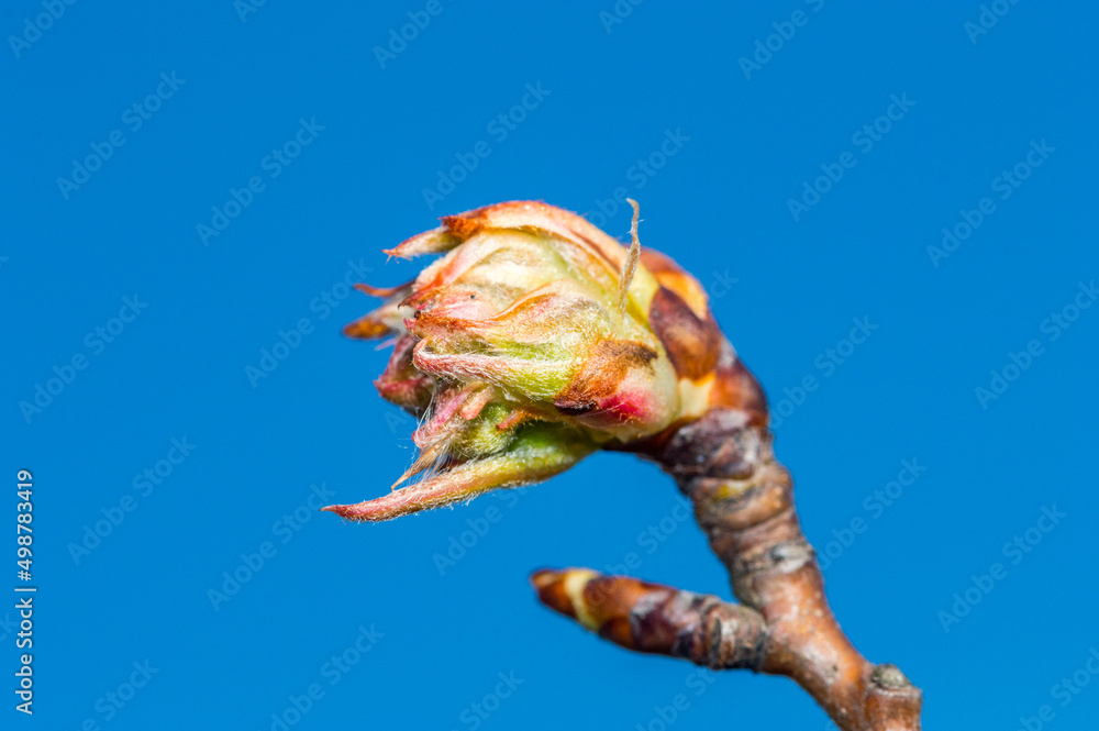 Closeup on bud of Conference pear in spring time. Closeup on bud of Conference pear in spring time.