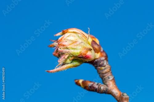 Closeup on bud of Conference pear in spring time.