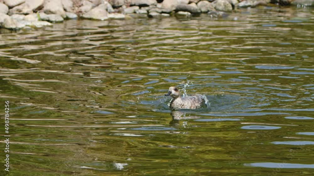 Animal Bird Duck and the Lake Water Animal Bird Duck and the Lake Water