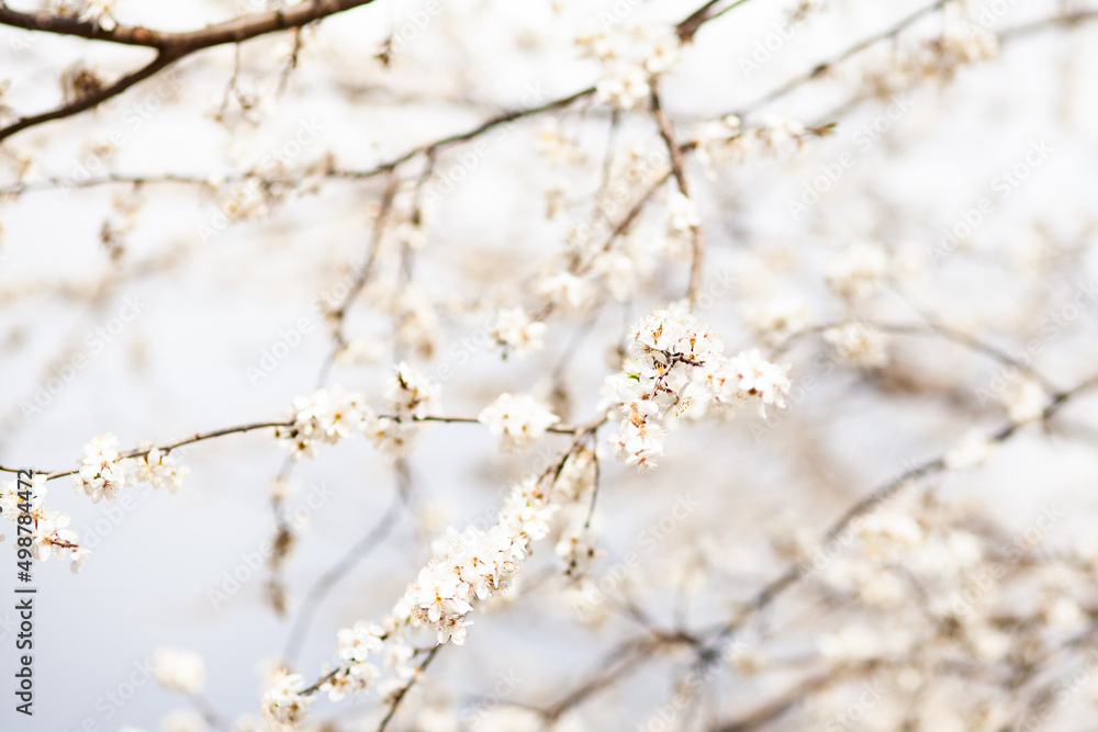 Blooming cherry plum tree, spring background. 
