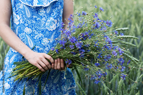 Girl in blue dress in her hands keeps bouquet of cornflowers in wheat field background, blue cornflowers in hands of girl in retro handcrafted blue dress , countryside lifestyle   