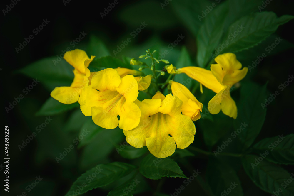 Obraz premium yellow flowers in nature shaped like a yellow bell