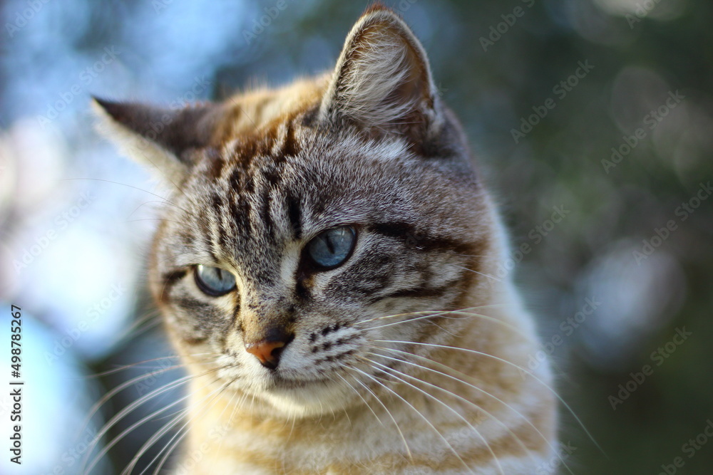 Gatto con gli occhi azzurri seduto in un prato, intento a fissare una preda - obrazy, fototapety, plakaty 