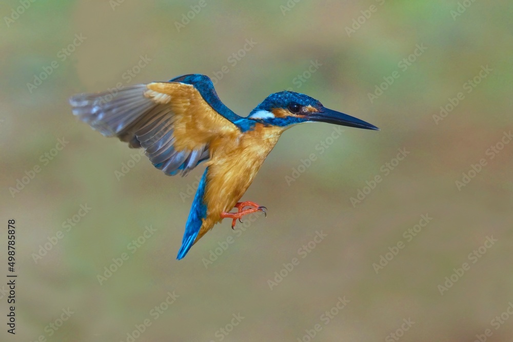 Obraz premium Flying Common Kingfischer a blue diamond from the river 