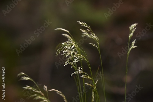 Grass plant closeup in summer
