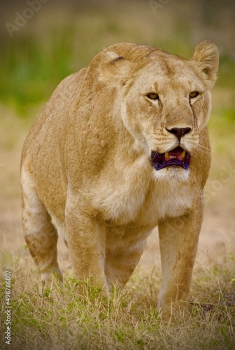 Lion in the Serengeti Park Kenya