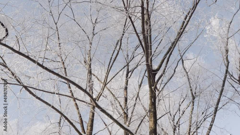 Tree branches in hoarfrost against Tree branches in hoarfrost against
