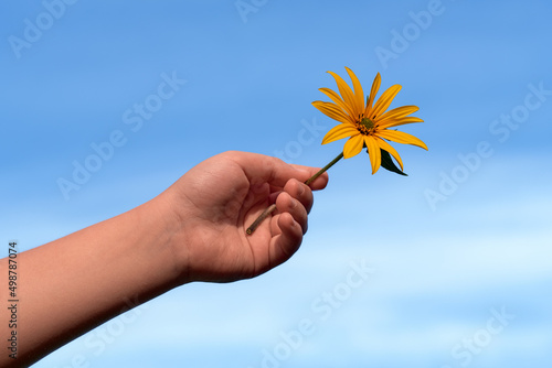 A child's hand holds a yellow flower against a blue sky. Beautiful chamomile in the hands of a child.