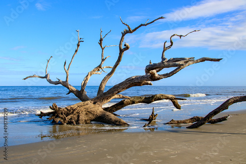 Driftwood sculpture bathing in sun during low tide with blue sky and ocean background.