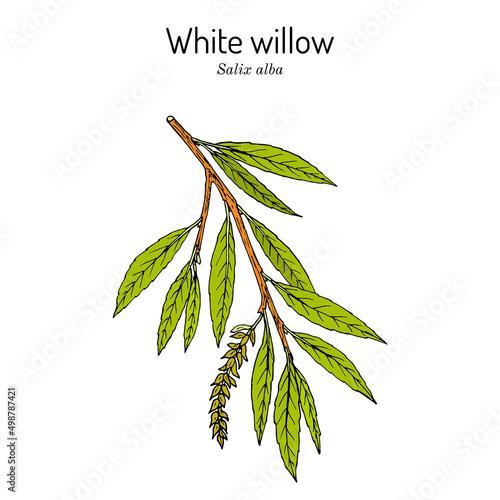 White willow branch salix alba. Hand drawn botanical vector illustration