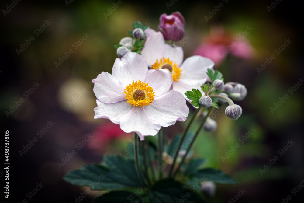 Lovely Japanese anemone flowers on a green background Lovely Japanese anemone flowers on a green background