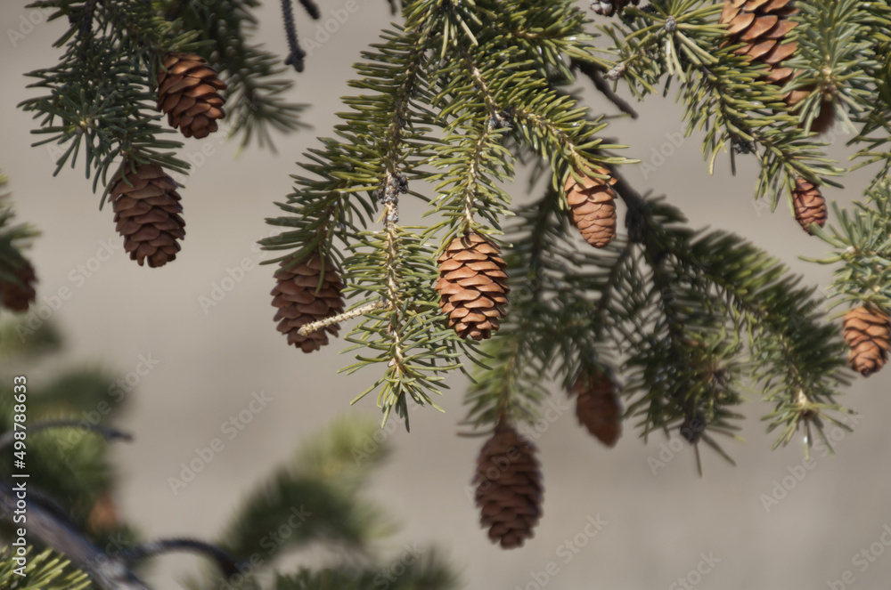 Pine Cones in a Pine Tree