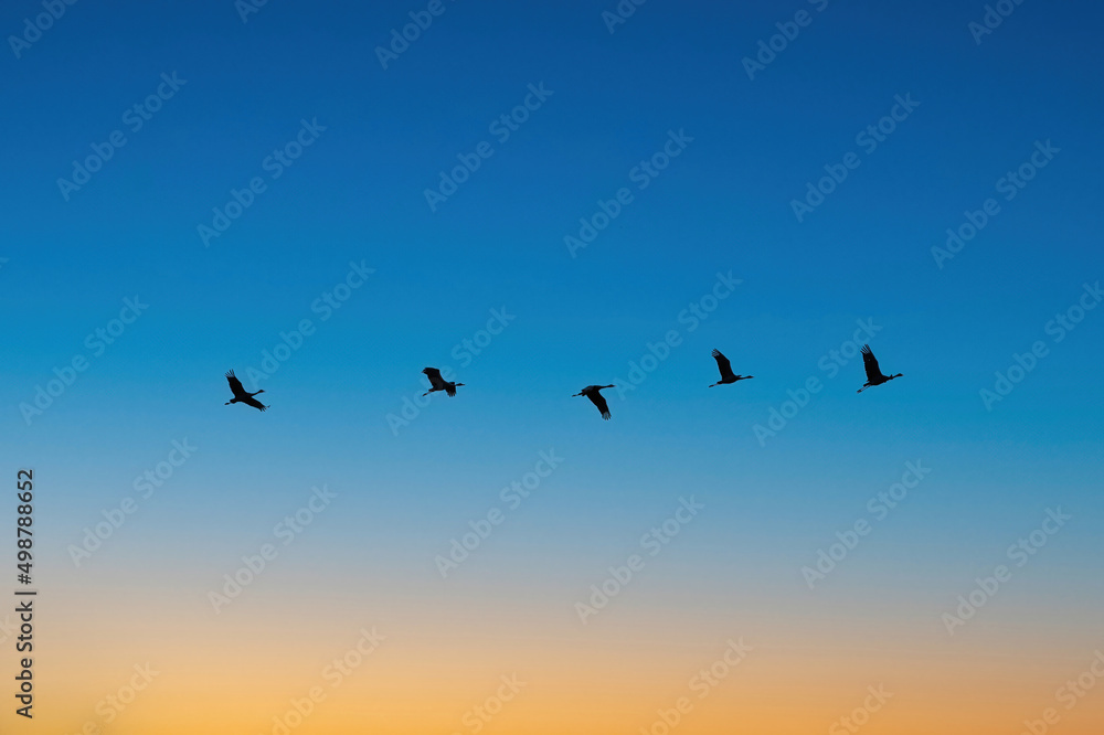 Migrating Sandhill Cranes in the Spring Sky