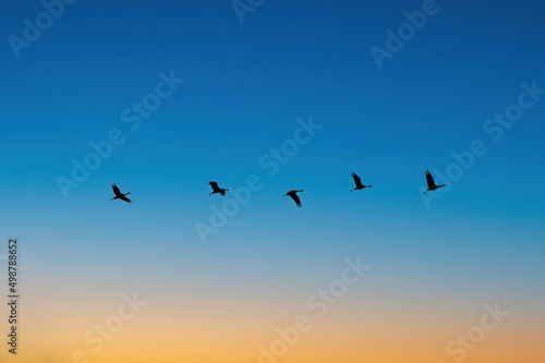 Migrating Sandhill Cranes in the Spring Sky