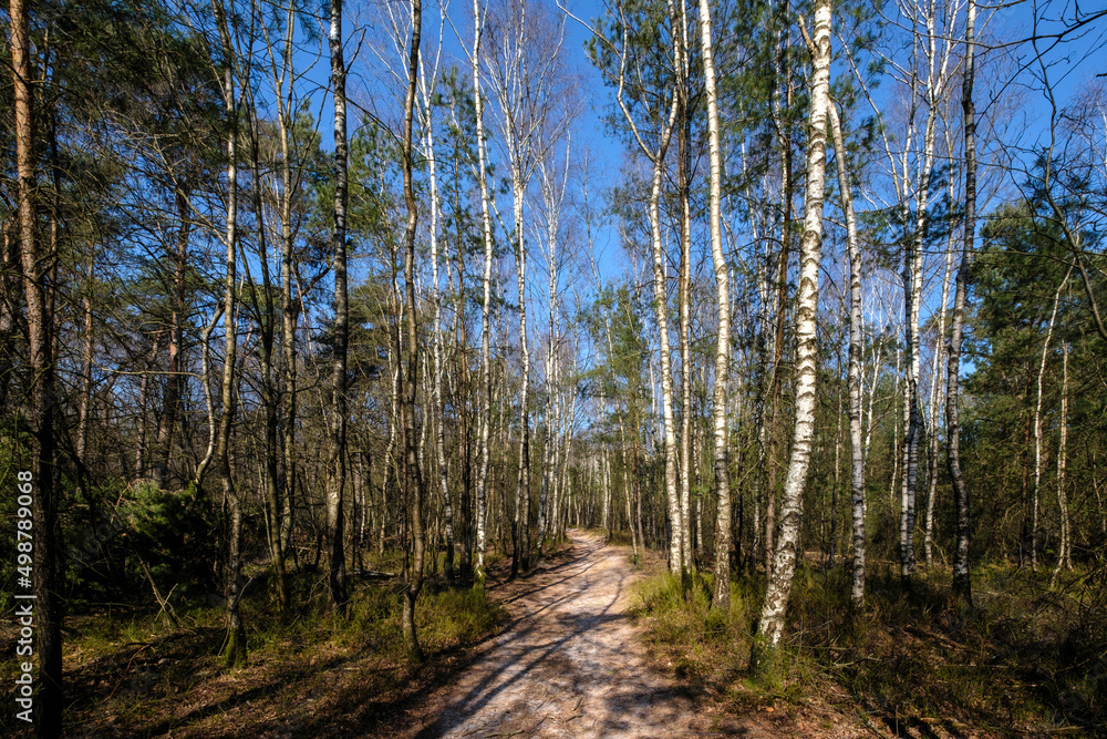 Tonnenberg - Zwolse bos bij Speuld Tonnenberg - Zwolse bos bij Speuld