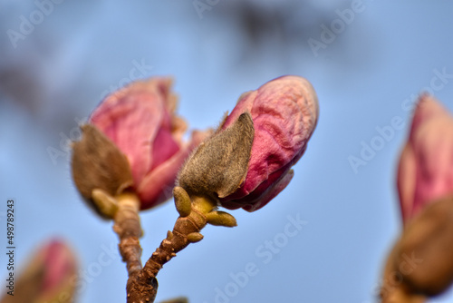 Magnolie, Magnolienblüte, Blüte, Magnolienblüten, Frühling, Frühlingserwachen, März, April, blühen, Rosa, weiß, Ast, Blatt, Strauch, Baum, Blütenblatt, Magnolienstrauch, Magnolienbaum, Trieb, Triebe, 