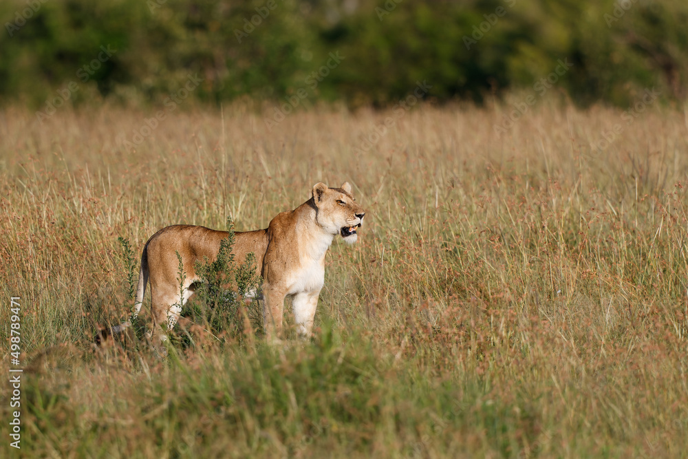 Lion hunting in the high grass in the Masai Mara National Park in Kenya Lion hunting in the high grass in the Masai Mara National Park in Kenya